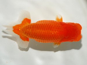 錦友会 東大関 吉村友良 富士市 錦友会 東大関 吉村友良 富士市