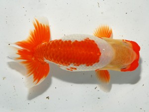 錦友会 安藤 寛 森町 錦友会 西大関 安藤 寛 森町