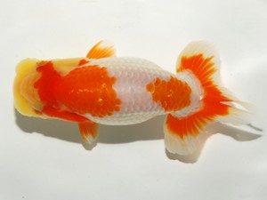 錦友会 東取締 鈴木生三男 蒲郡市 錦友会 東取締 鈴木生三男 蒲郡市