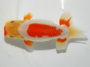 錦友会 西関脇 安藤 寛 森町 錦友会 西関脇 安藤 寛 森町