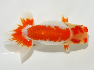 錦友会 東小結 安藤 寛 森町 錦友会 東小結 安藤 寛 森町