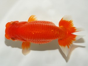 錦友会 西小結 根木清次 浜松市 錦友会 西小結 根木清次 浜松市