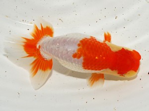 錦友会 東勧進元 安藤 寛 森町 錦友会 東勧進元 安藤 寛 森町