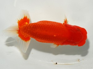 錦友会 西勧進元 小澤忠幸 沼津市 錦友会 西勧進元 小澤忠幸 沼津市