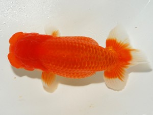 錦友会 行司一 小澤忠幸 沼津市 錦友会 行司一 小澤忠幸 沼津市