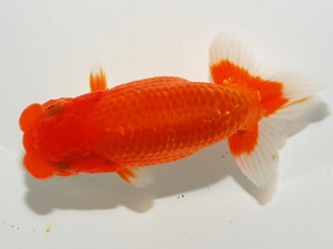 錦友会 行司二 吉村友良 富士市 錦友会 行司二 吉村友良 富士市