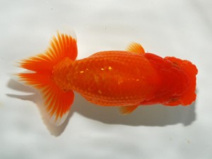 錦友会 行司三 中川元吉 磐田市 錦友会 行司三 中川元吉 磐田市