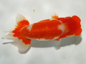 錦友会 東脇行司 川合実次 三島市 錦友会 東脇行司 川合実次 三島市