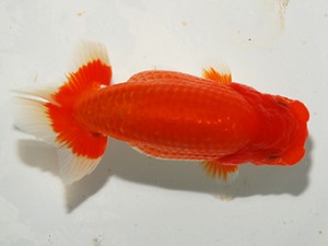 錦友会 西脇行司 松本芳夫 静岡市 錦友会 西脇行司 松本芳夫 静岡市