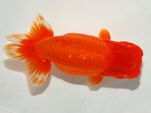 錦友会 東大関 中川元吉 磐田市 錦友会 東大関 中川元吉 磐田市