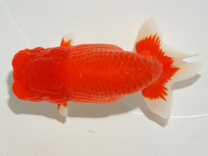 錦友会 栗田伸男 静岡市 錦友会 西大関 栗田伸男 静岡市