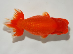 錦友会 立行司 平野睦二 浜松市 錦友会 立行司 平野睦二 浜松市