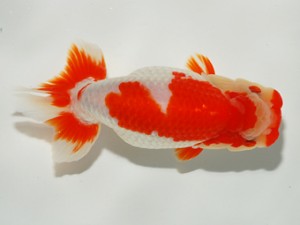 錦友会 東取締 宮崎正達 高山市 錦友会 東取締 宮崎正達 高山市