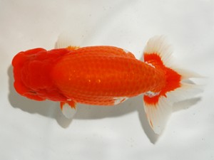 錦友会 西取締 栗田伸男 静岡市
錦友会 西取締 栗田伸男 静岡市