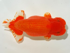 錦友会 東大関 松本芳夫 静岡市 錦友会 松本芳夫 静岡市