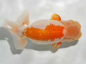 錦友会 西大関 金 敏幸 豊橋市 錦友会 西大関 金 敏幸 豊橋市