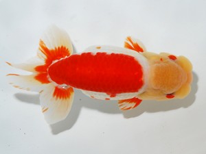 錦友会 立行司 金 成年 豊橋市 錦友会 立行司 金 成年 豊橋市