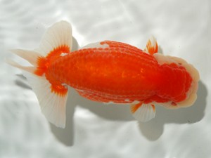 錦友会 東取締 金 敏幸 豊橋市 錦友会 東取締 金 敏幸 豊橋市