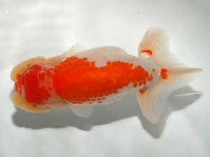 錦友会 西取締 鎌田俊巳 磐田市 錦友会 西取締 鎌田俊巳 磐田市