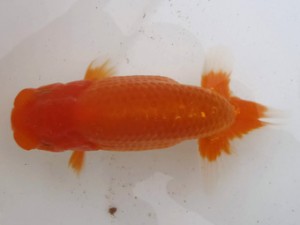 名古屋金魚愛好会　東大関　柳澤勇夫　刈谷