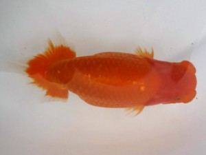 名古屋金魚愛好会　西大関　近藤正明　清州