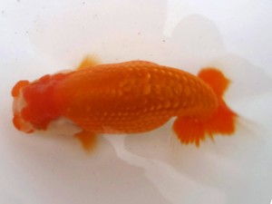 名古屋金魚愛好会　立行司　竹内卓之　半田