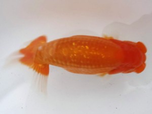 名古屋金魚愛好会　取締一　宇野正志　長久手