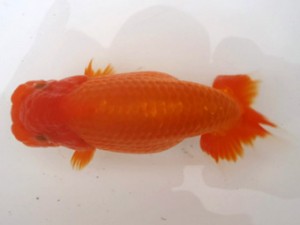 名古屋金魚愛好会　取締二　小早川義幸　半田