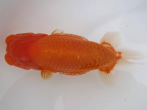 名古屋金魚愛好会　東大関　近藤正明　清州