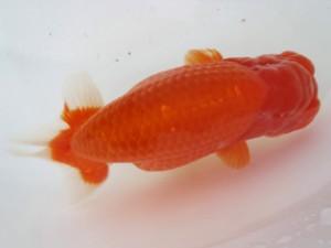 名古屋金魚愛好会　西大関　都築正典　常滑