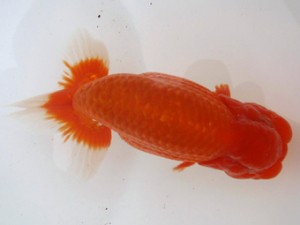 名古屋金魚愛好会　立行司　小早川義幸　半田