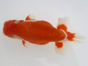 名古屋金魚愛好会　取締一　堀出正明　東海