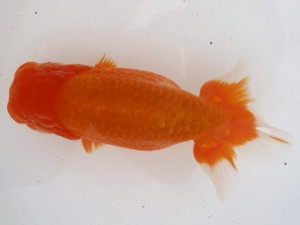 名古屋金魚愛好会　取締二　鷲津寿典　一宮