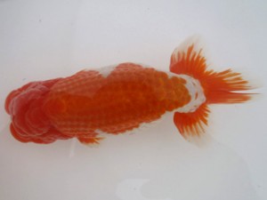 名古屋金魚愛好会　東大関　内藤洋和　高浜