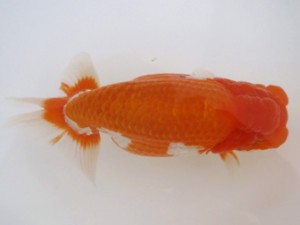 名古屋金魚愛好会　取締一　近藤正明　清州