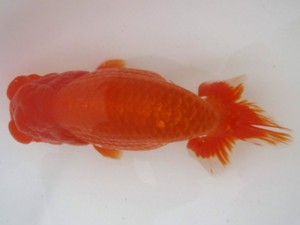 名古屋金魚愛好会　取締二　都築正典　常滑