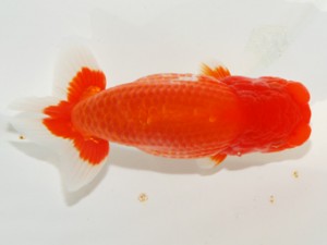 紫錦会　西大関　物部光宏　三崎