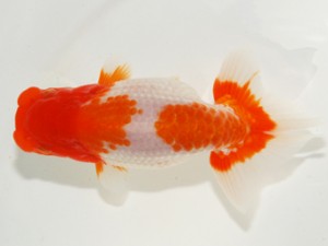 紫錦会　立行司　物部光宏　三崎