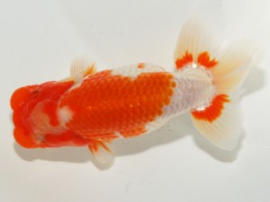 紫錦会　東取締　物部光宏　三崎