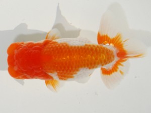 紫錦会　西取締　物部光宏　三崎
