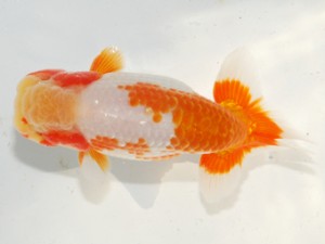 紫錦会 東関脇　白石友太朗　蒲田