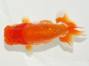 紫錦会 東小結　小串章生　横浜