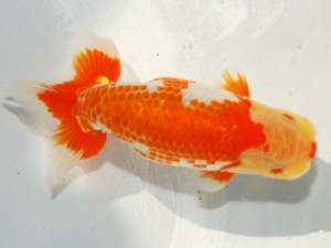 紫錦会 西小結　星野幸信　新潟