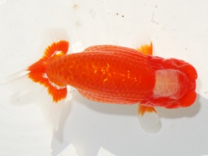 紫錦会 東勧進元　足立正利　品川