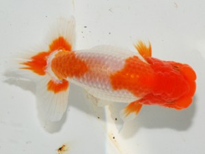 紫錦会 西勧進元　栗原健二　藤沢