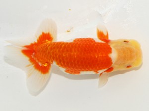 紫錦会 行司二　星野幸信　新潟