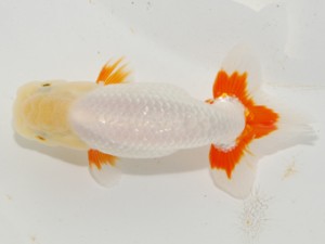 紫錦会 行司三　足立正利　品川