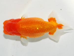 紫錦会 東脇行司　白石友太朗　蒲田