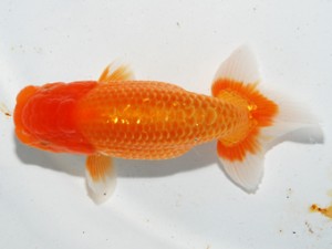 紫錦会 西脇行司　足立正利　品川