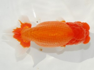 紫錦会　東大関　岡田　隆　品川